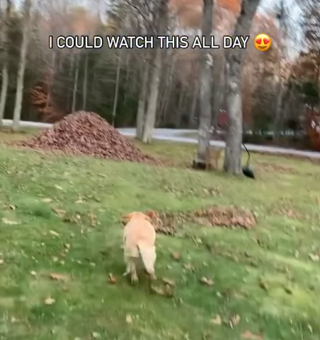 I COULD WATCH THIS ALL DAY