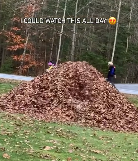 I COULD WATCH THIS ALL DAY