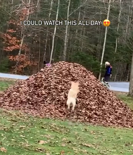 I COULD WATCH THIS ALL DAY