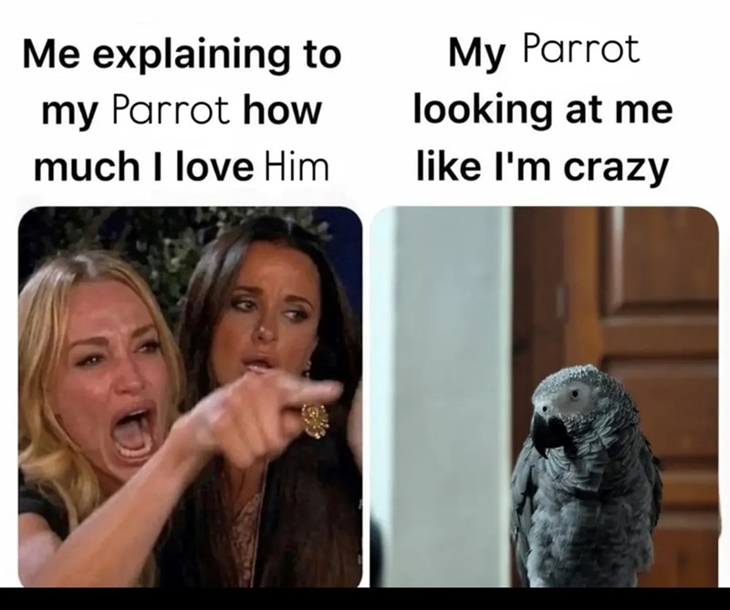 Me explaining to my Parrot how My Parrot looking at me much I love Him like I'm crazy