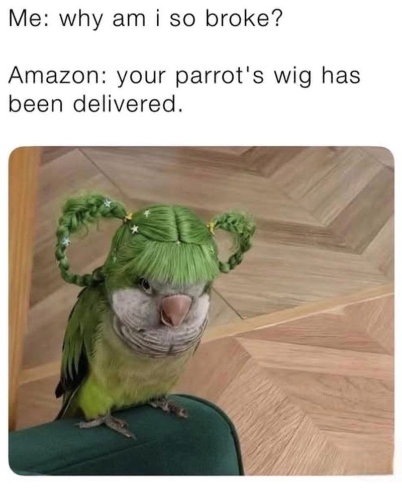 Me: why am i so broke? Amazon: your parrot's wig has been delivered.