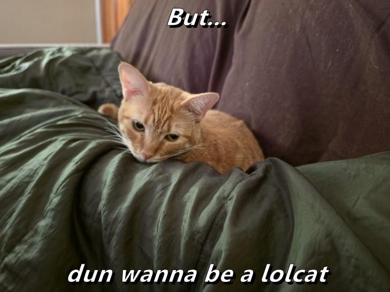 But... dun wanna be a lolcat