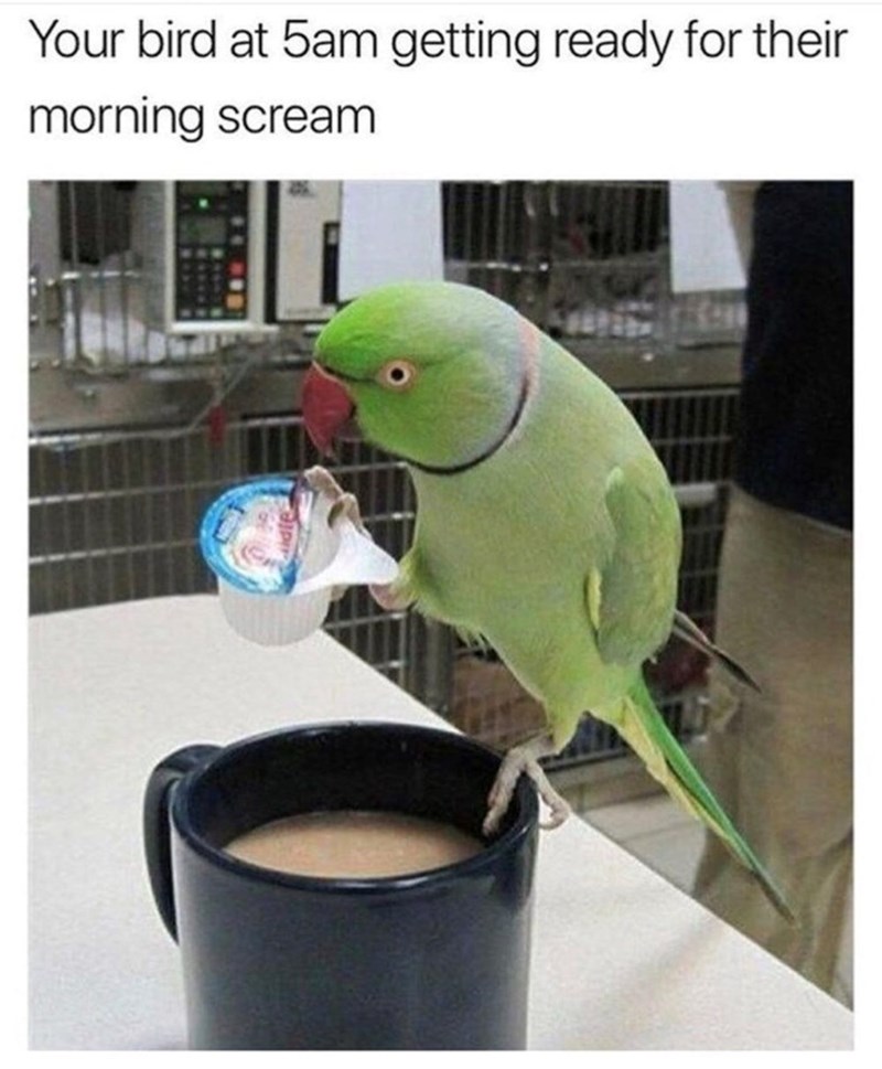Your bird at 5am getting ready for their morning scream