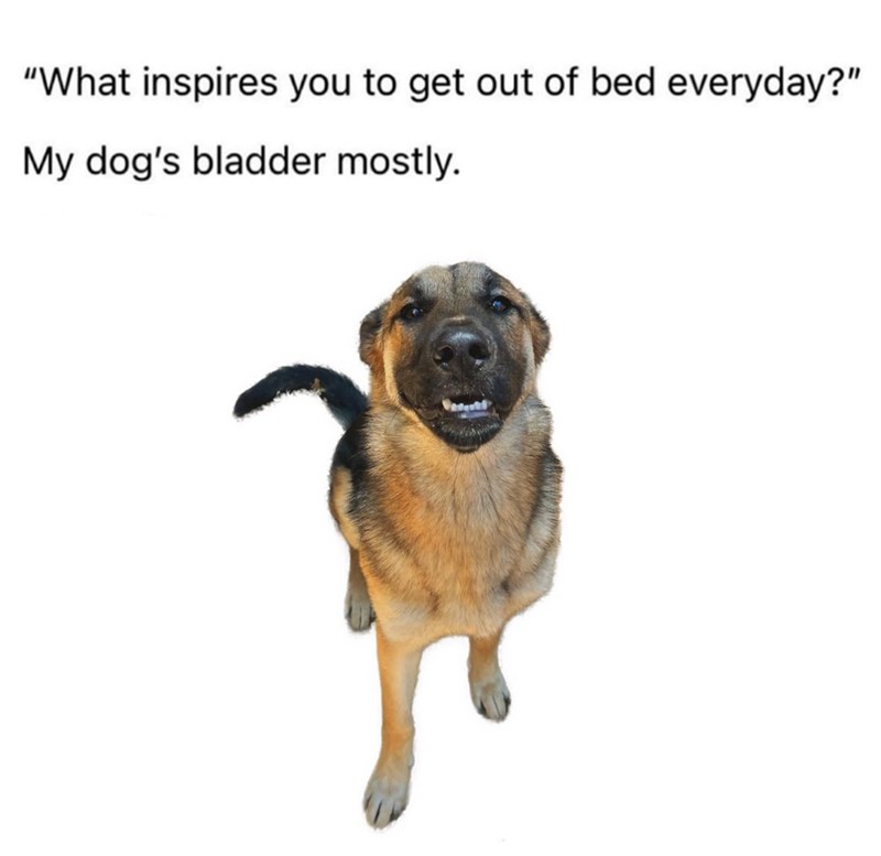 "What inspires you to get out of bed everyday?" My dog's bladder mostly.