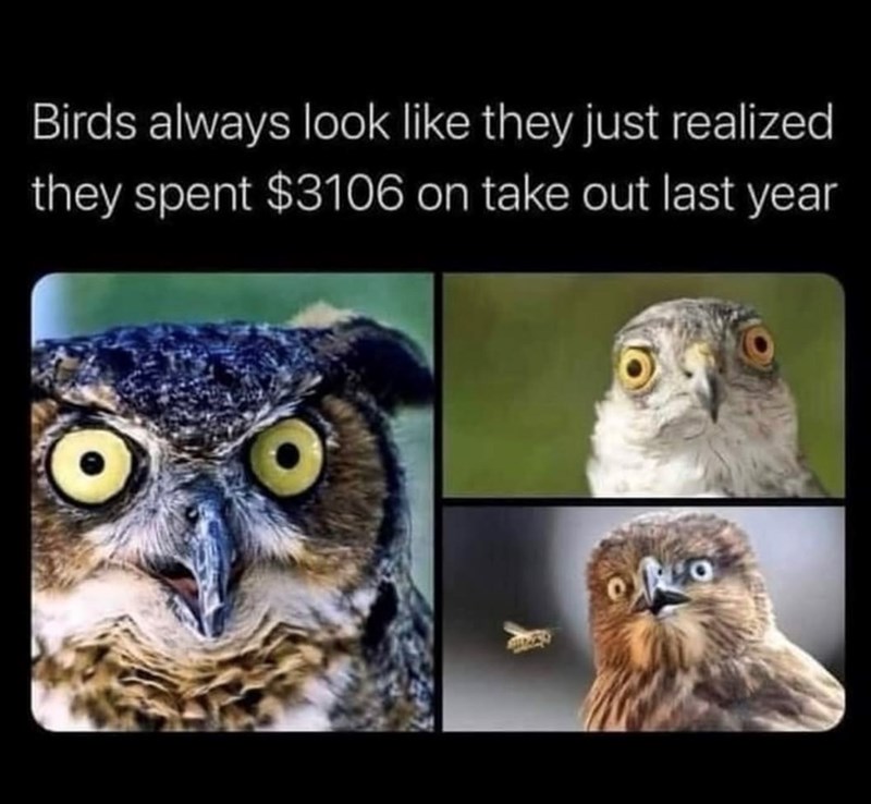 Birds always look like they just realized they spent $3106 on take out last year O