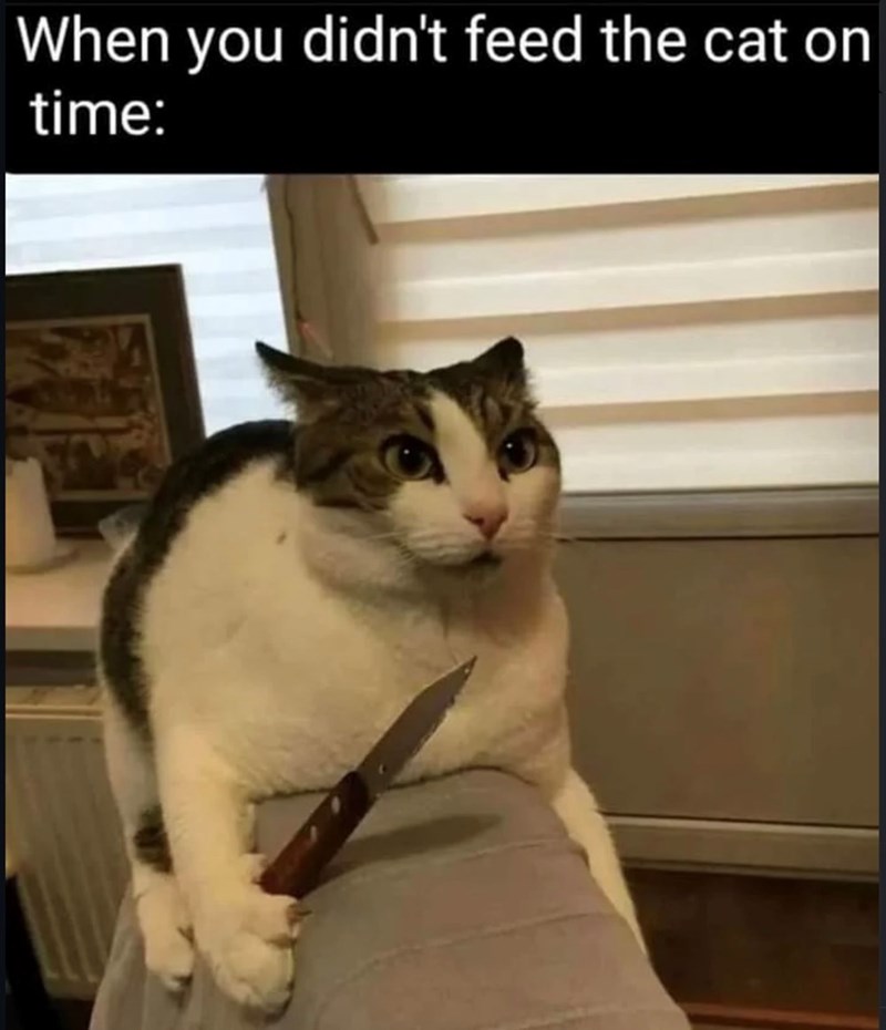 When you didn't feed the cat on time: