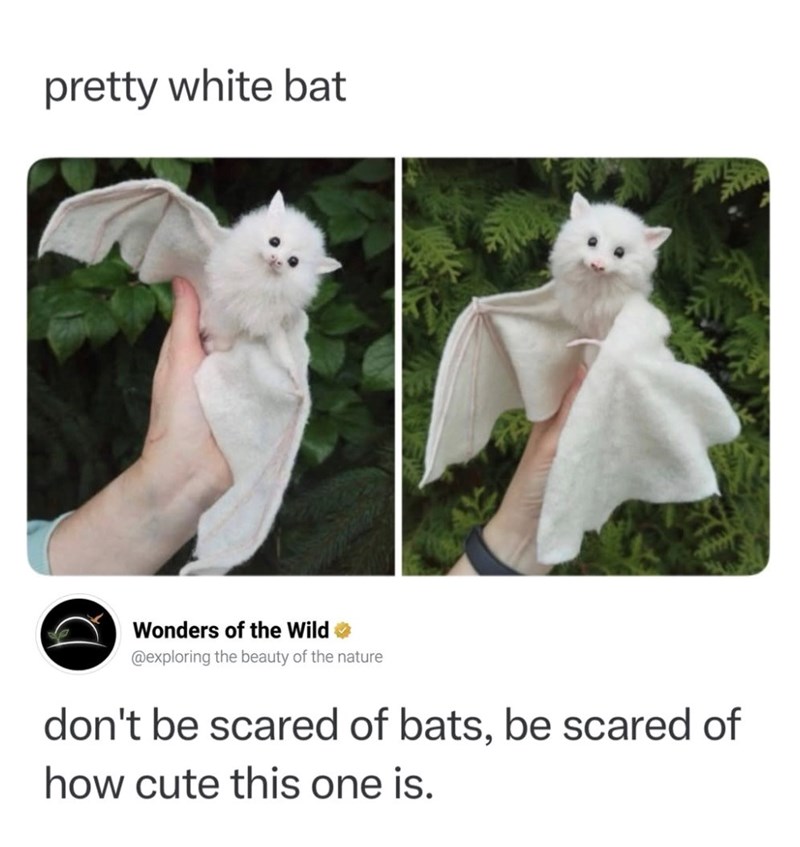 pretty white bat Wonders of the Wild✶ @exploring the beauty of the nature don't be scared of bats, be scared of how cute this one is.