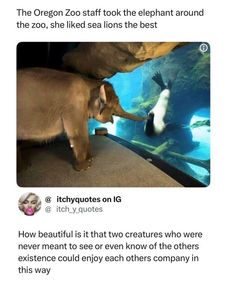 The Oregon Zoo staff took the elephant around the zoo, she liked sea lions the best @ itchyquotes on IG @itch_y_quotes How beautiful is it that two creatures who were never meant to see or even know of the others existence could enjoy each others company in this way