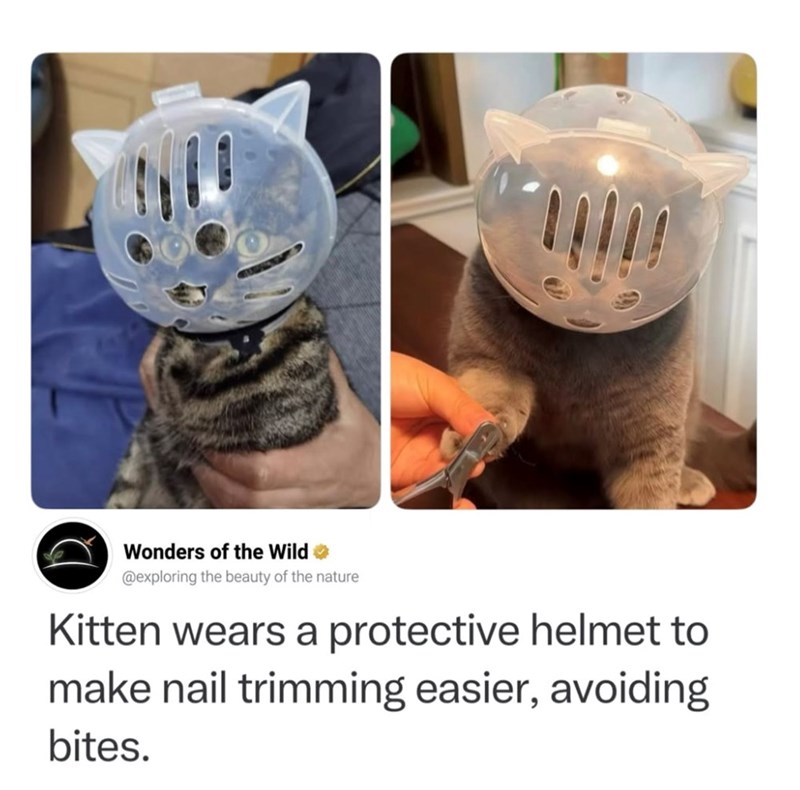Wonders of the Wild✶ @exploring the beauty of the nature Kitten wears a protective helmet to make nail trimming easier, avoiding bites.