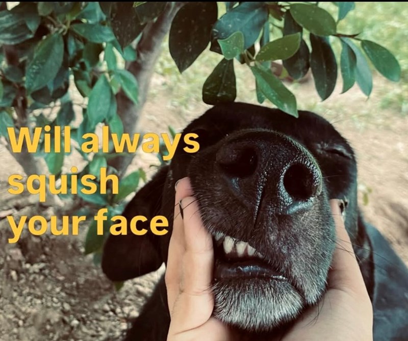Will always squish your face