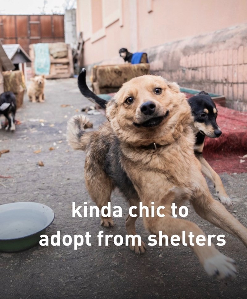 kinda chic to adopt from shelters