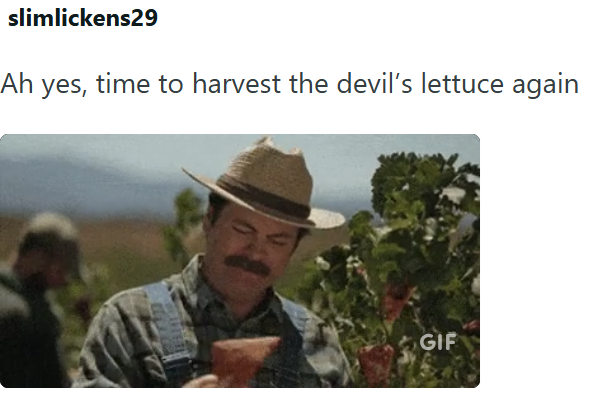 slimlickens29 Ah yes, time to harvest the devil's lettuce again GIF