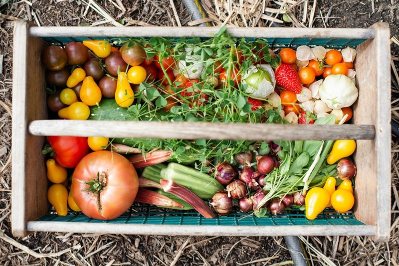 Small garden full of produce.
