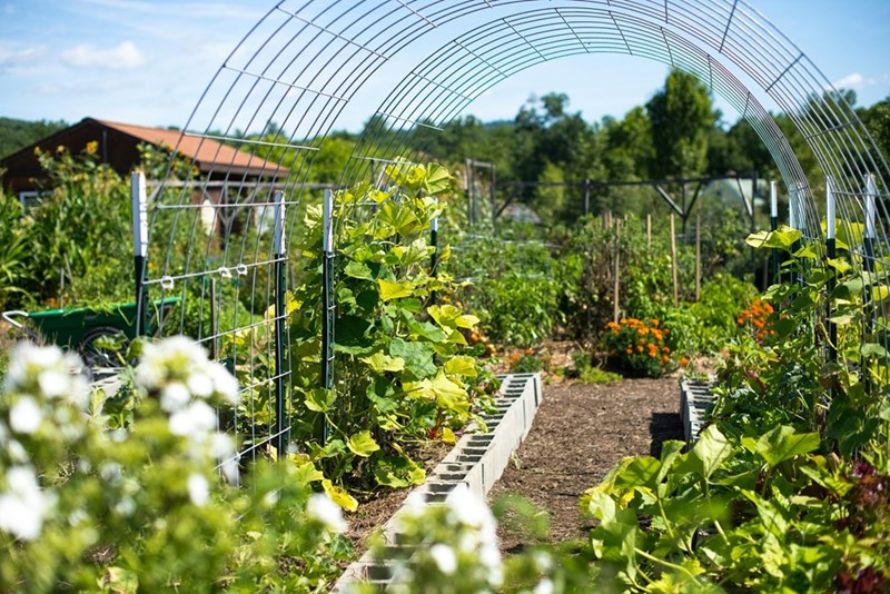 A garden full of vegetables and greens.