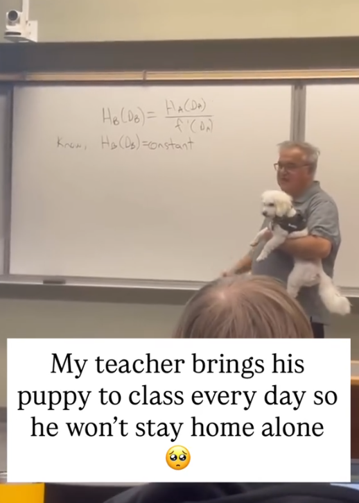 HB (DB)= HACDA) Know He (D)=constant My teacher brings his puppy to class every day so he won't stay home alone