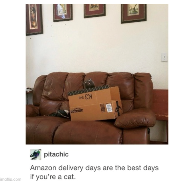 imgflip.com 라임 Е uozere pitachic Amazon delivery days are the best days if you're a cat.