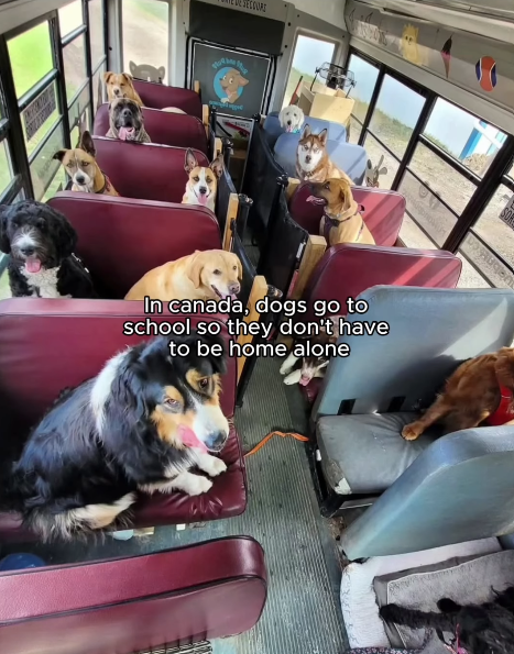 SETTORE In canada, dogs go to school so they don't have to be home alone
