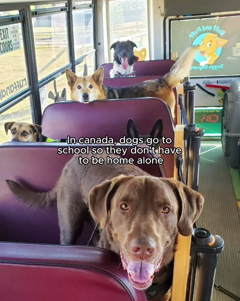 EXIT COURS Mug bne brob Doddie Dance Lattaug Long baju CB In canada, dogs go to school so they don't have to be home alone