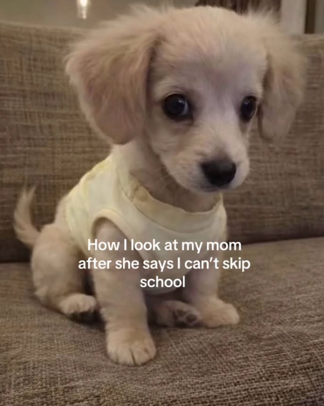 How I look at my mom after she says I can't skip school