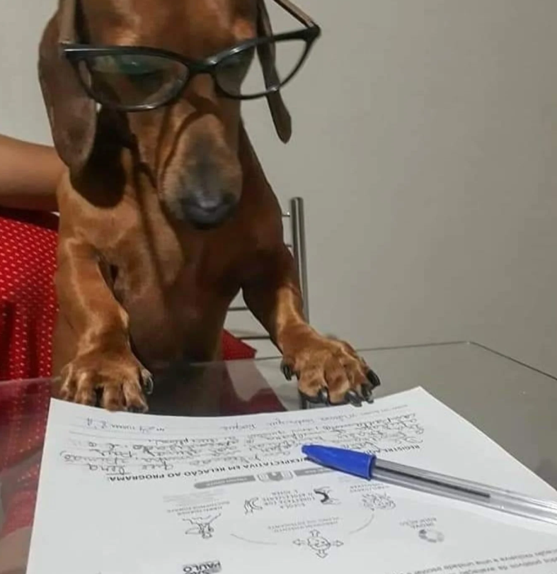 PAULO PECTATIVA EM RELAÇÃO AO PROGRAMA Jera 2 6 A