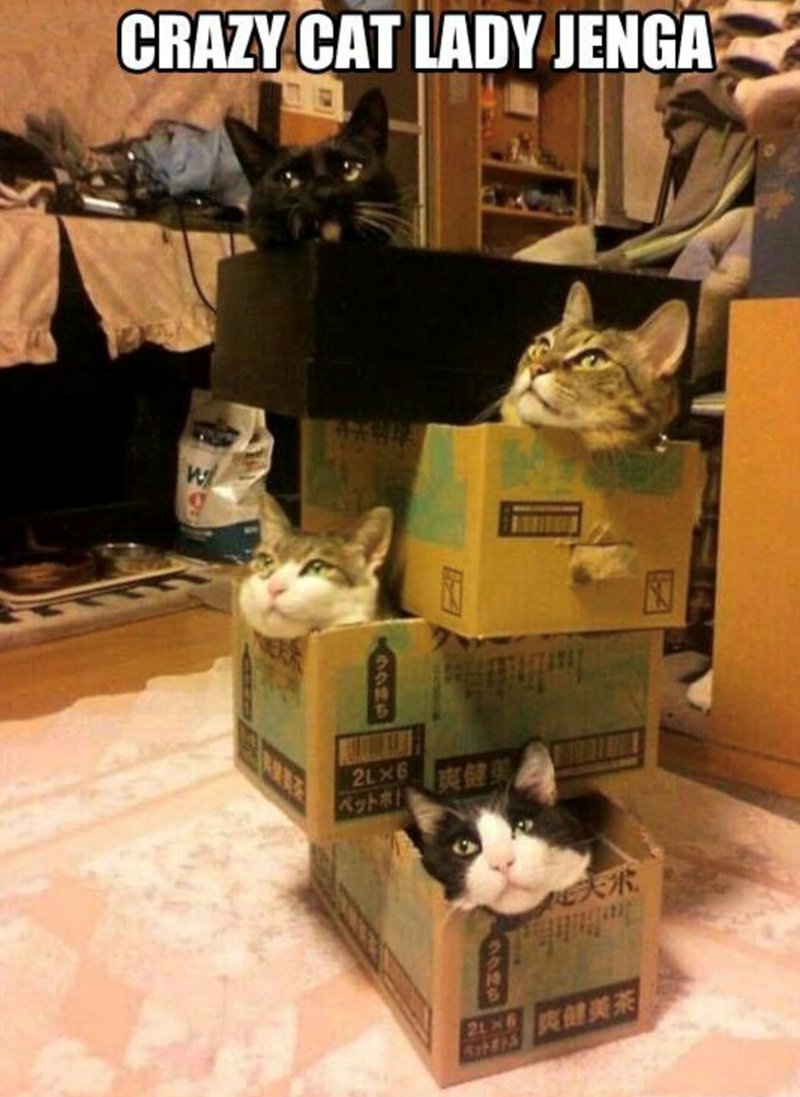 CRAZY CAT LADY JENGA W ラク持ち 2LX6 爽健美 2LXB 爽健美茶