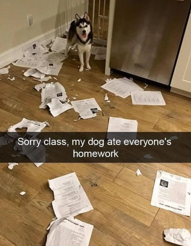 Sorry class, my dog ate everyone's homework