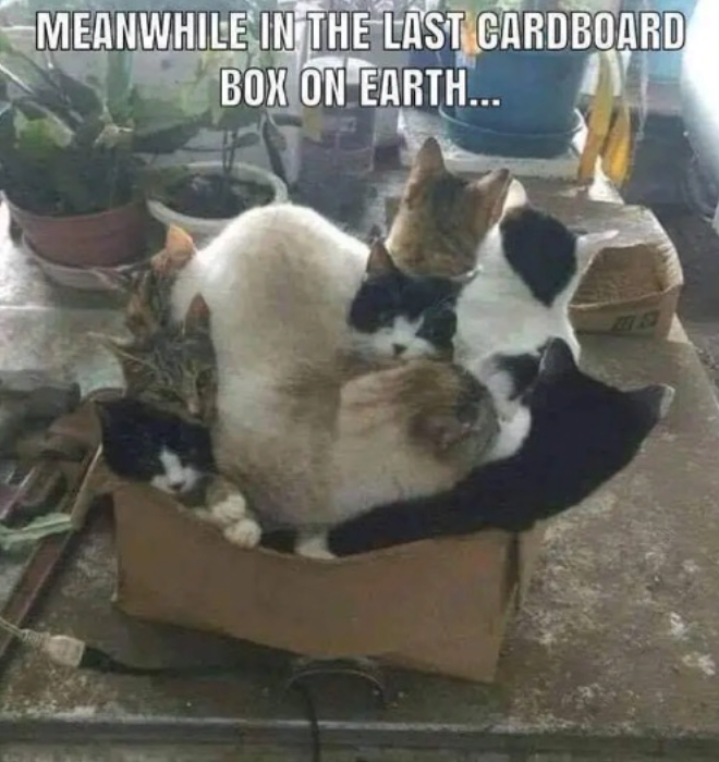 MEANWHILE IN THE LAST CARDBOARD BOX ON EARTH...