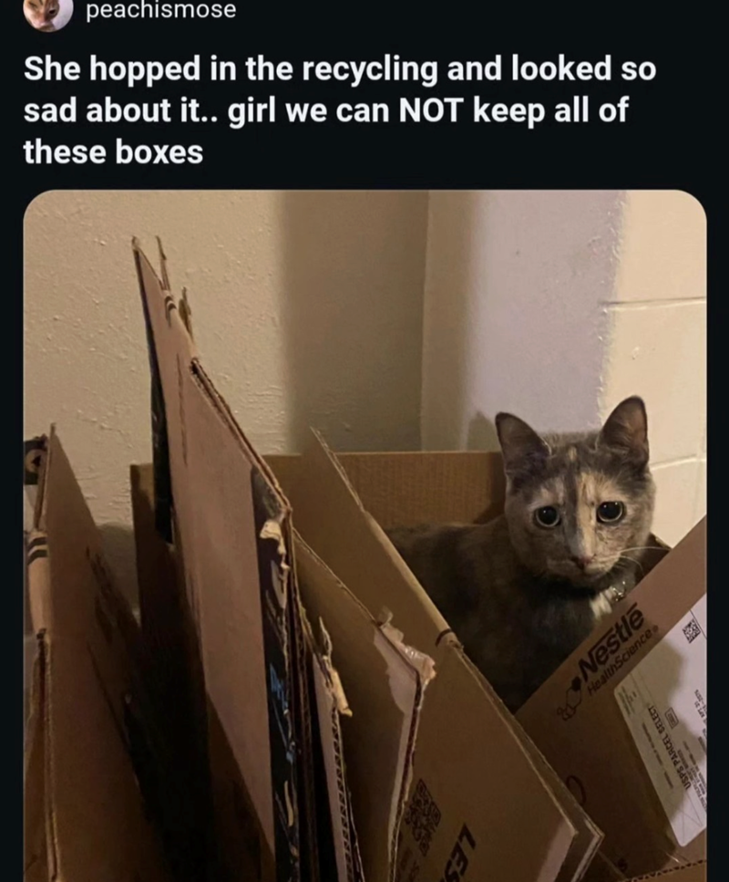 LES peachismose She hopped in the recycling and looked so sad about it.. girl we can NOT keep all of these boxes Nestle HealthScience USPS PARCEL SELECT