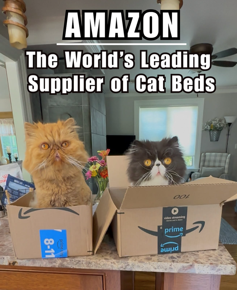 AMAZON The World's Leading Supplier of Cat Beds YAY prime 8-11 OOL 6 video streaming prime