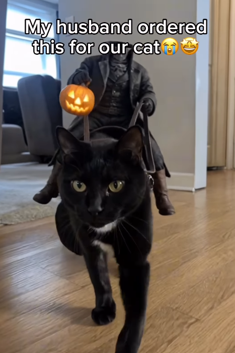 My husband ordered this for our cat