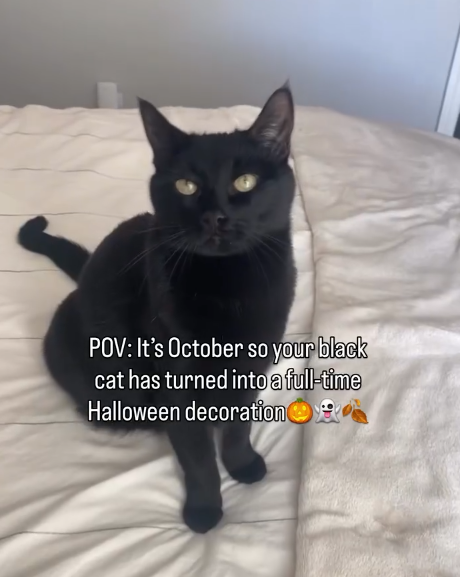 POV: It's October so your black cat has turned into a full-time Halloween decoration