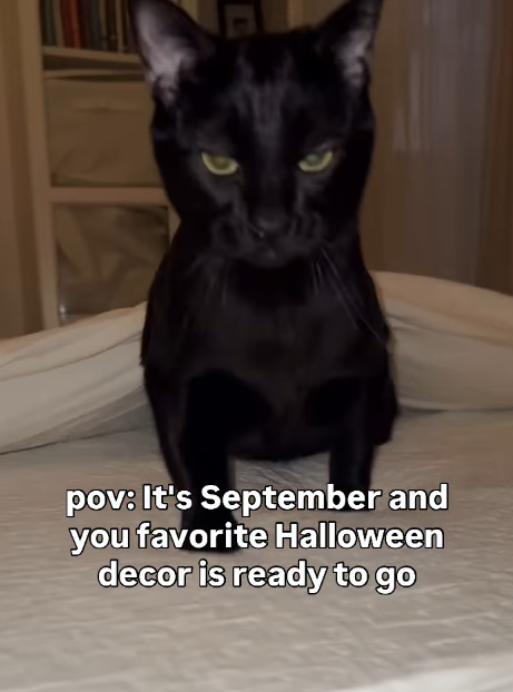 pov: It's September and you favorite Halloween decor is ready to go
