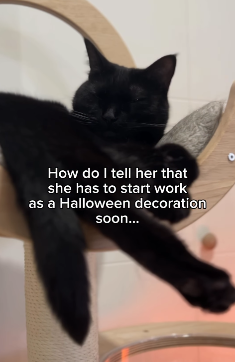 How do I tell her that she has to start work as a Halloween decoration soon... о