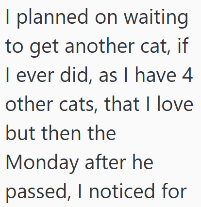 I planned on waiting to get another cat, if I ever did, as I have 4 other cats, that I love but then the Monday after he passed, I noticed for