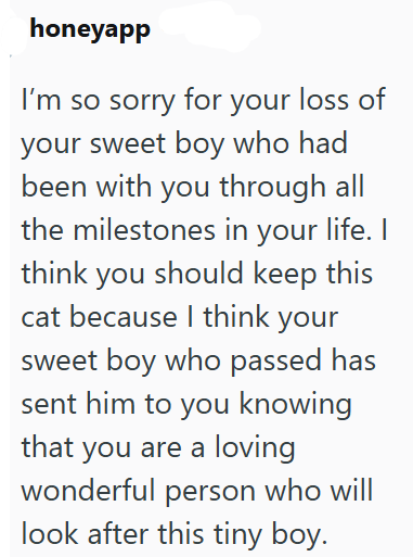 honeyapp I'm so sorry for your loss of your sweet boy who had been with you through all the milestones in your life. I think you should keep this cat because I think your sweet boy who passed has sent him to you knowing that you are a loving wonderful person who will look after this tiny boy.