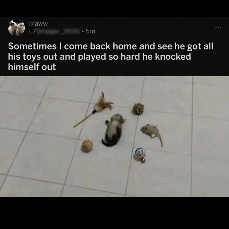 r/aww u/ 5m Sometimes I come back home and see he got all his toys out and played so hard he knocked himself out
