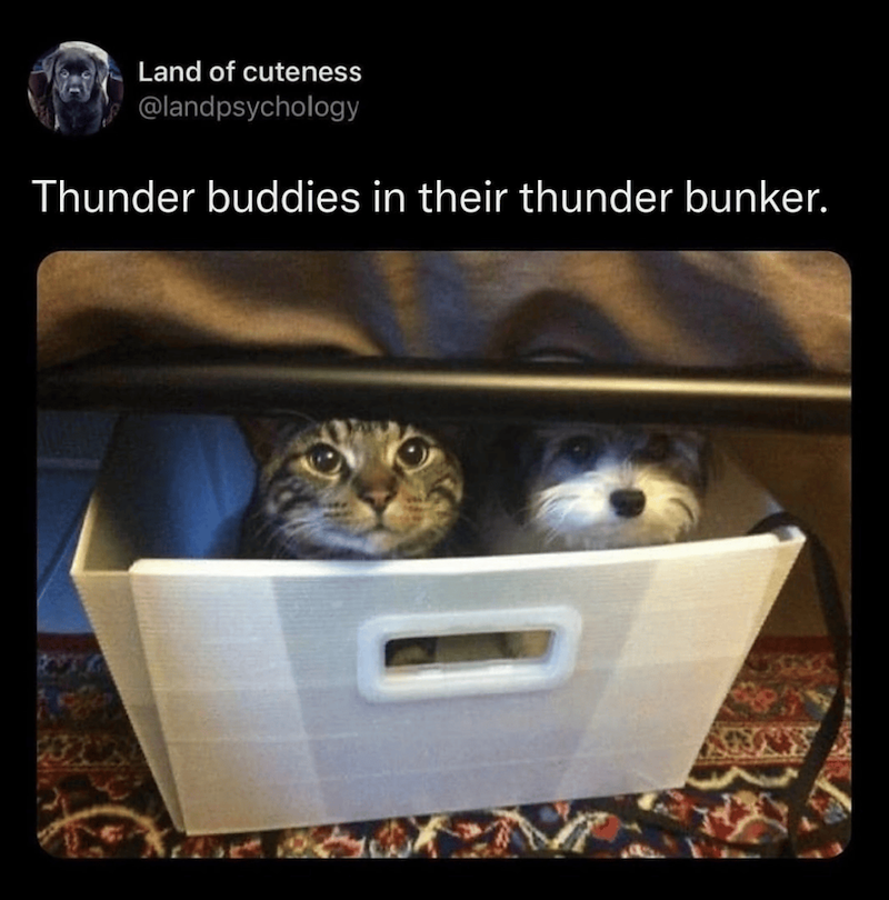 Land of cuteness @landpsychology Thunder buddies in their thunder bunker.