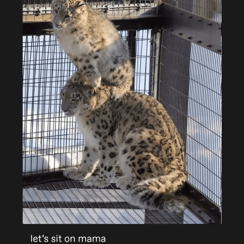 let's sit on mama