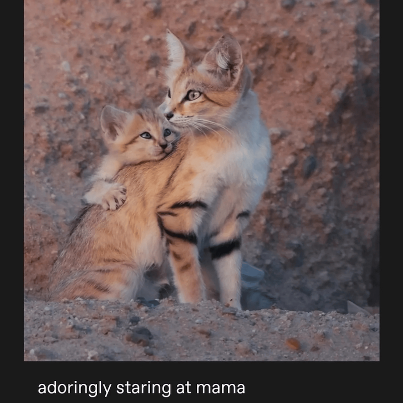 adoringly staring at mama