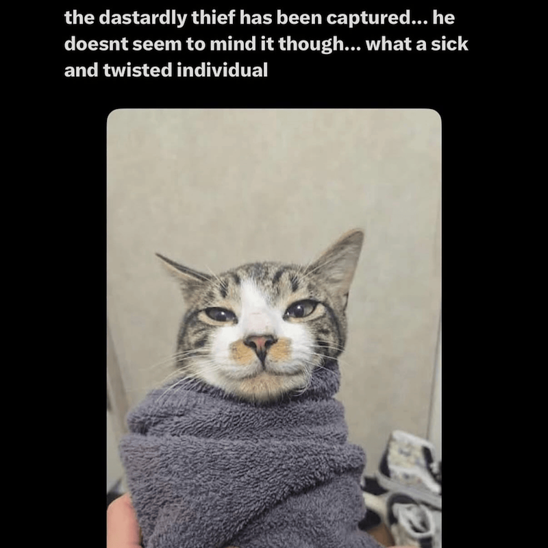 the dastardly thief has been captured... he doesnt seem to mind it though... what a sick and twisted individual
