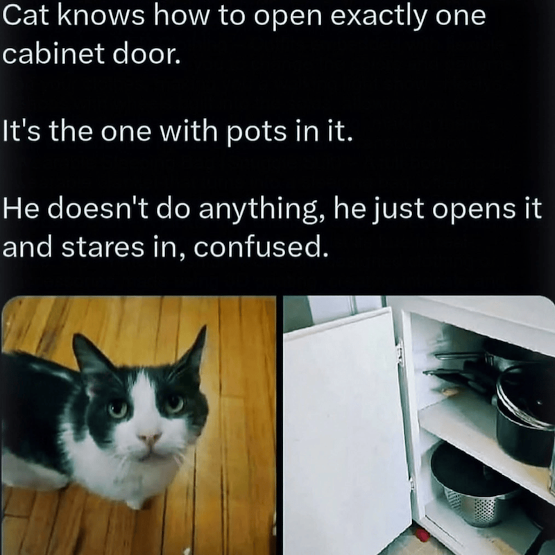 Cat knows how to open exactly one cabinet door. It's the one with pots in it. He doesn't do anything, he just opens it and stares in, confused.