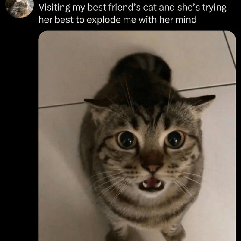 Visiting my best friend's cat and she's trying her best to explode me with her mind