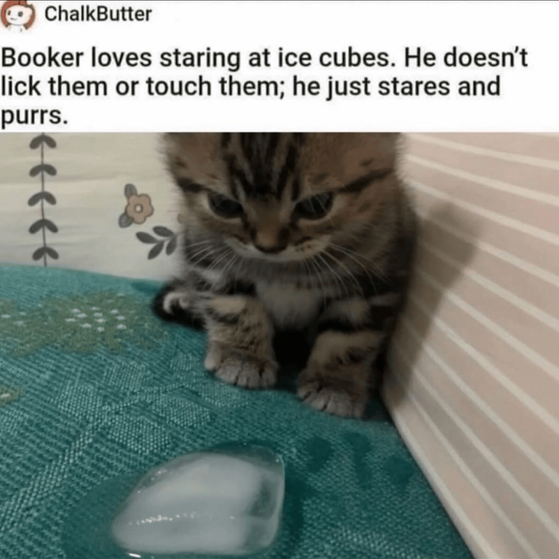 ChalkButter Booker loves staring at ice cubes. He doesn't lick them or touch them; he just stares and purrs.