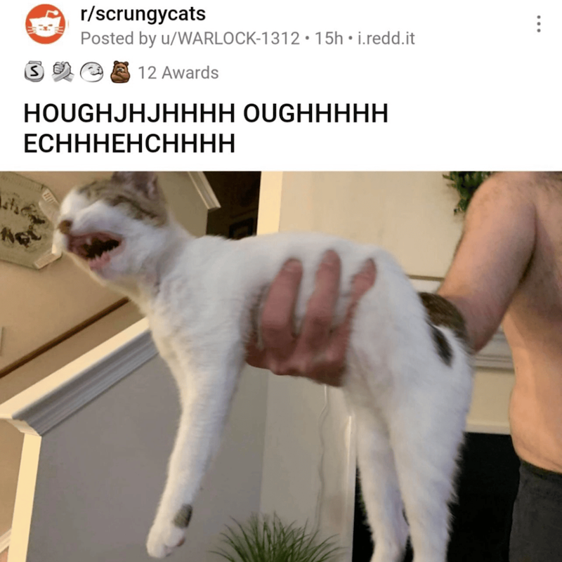 r/scrungycats Posted by u/WARLOCK-1312⚫ 15h • i.redd.it 12 Awards HOUGHJHJHHHH OUGHHHHH ECHHHEHCHHHH AG