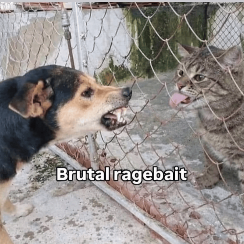 Brutal ragebait