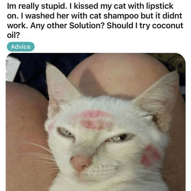 Im really stupid. I kissed my cat with lipstick on. I washed her with cat shampoo but it didnt work. Any other Solution? Should I try coconut oil? Advice
