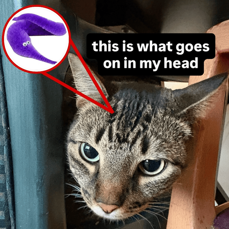 this is what goes on in my head