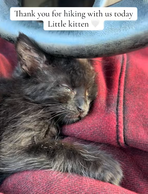 Thank you for hiking with us today Little kitten
