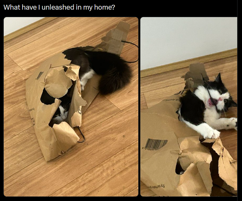 What have I unleashed in my home? 9 1009 meshly gr pa