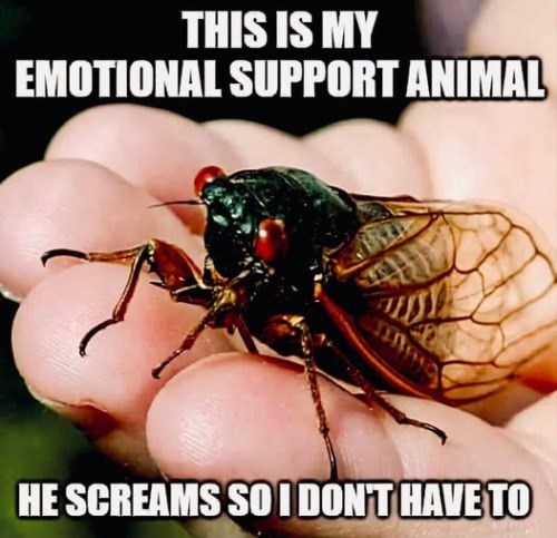 THIS IS MY EMOTIONAL SUPPORT ANIMAL HE SCREAMS SO I DON'T HAVE TO